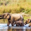 Elephant  National Park
