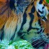 Bardia National Park