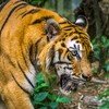 Bardia Tiger Resort