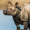 Bardiya Rhino 