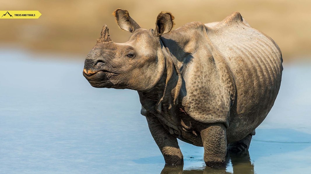 Bardiya Rhino 