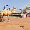 Rann of Kutch Utsav