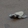 Velas Turtle