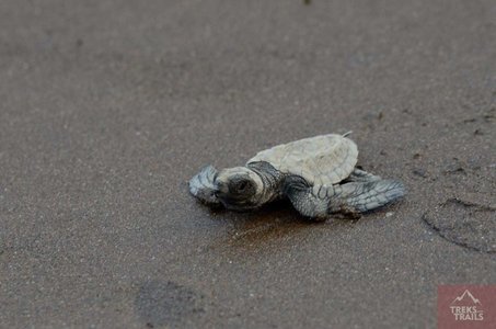 Velas Turtle Festival 2025 from Mumbai AC bus | Rs 3399