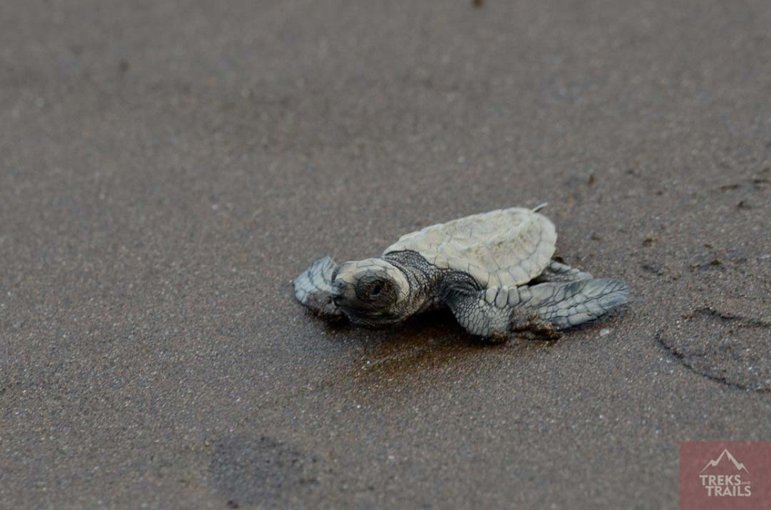 Velas Turtle