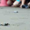 Velas Turtle Pics