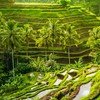 Bali Ubud Rice Tarrace