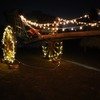Camping Night