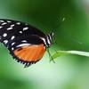 Butterfly Image