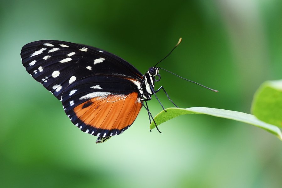 Butterfly Image
