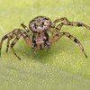 Spider at Nature Park