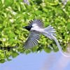 Nature Park Bird