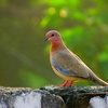 Tour of Nature Park