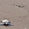 Anjarle Turtle Festival