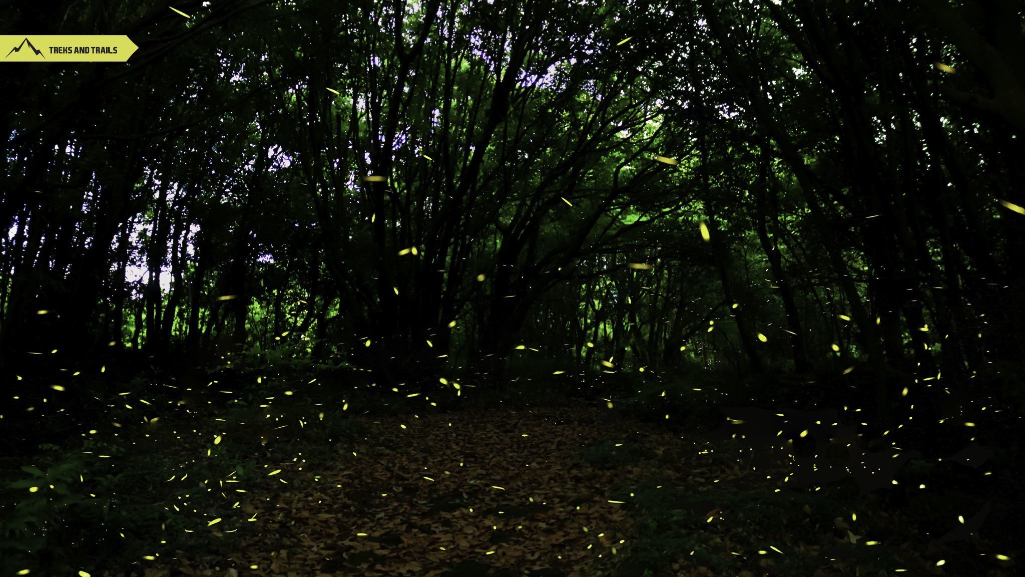 Purushwadi Fireflies Festival 2025 Treks and Trails India
