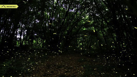 Purushwadi Fireflies Festival 2025