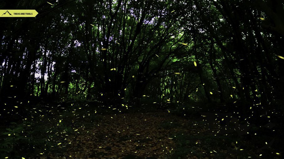 Purushwadi Fireflies Festival 2020