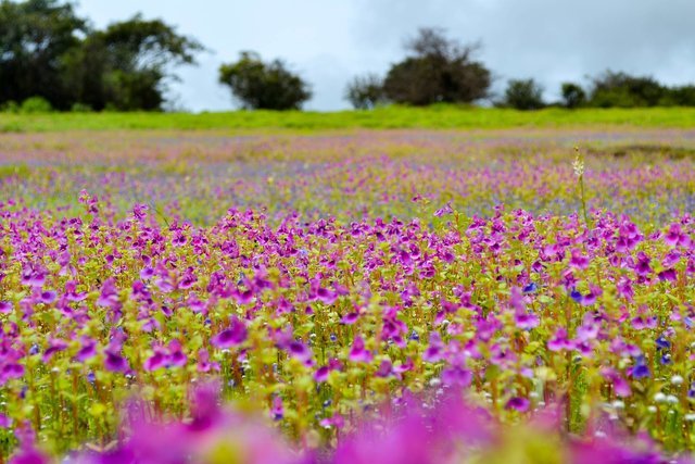 Places to go near pune - Collection
