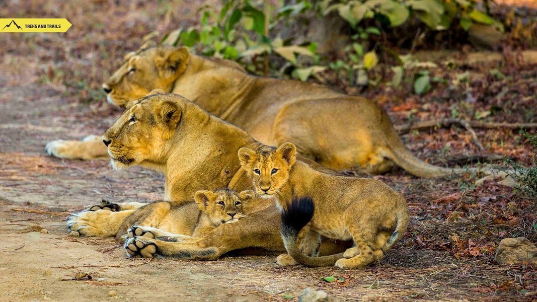 Rising Gujarat Nature Wildlife Beach Tour - Tour