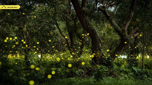Igatpuri Fireflies Camping 2025