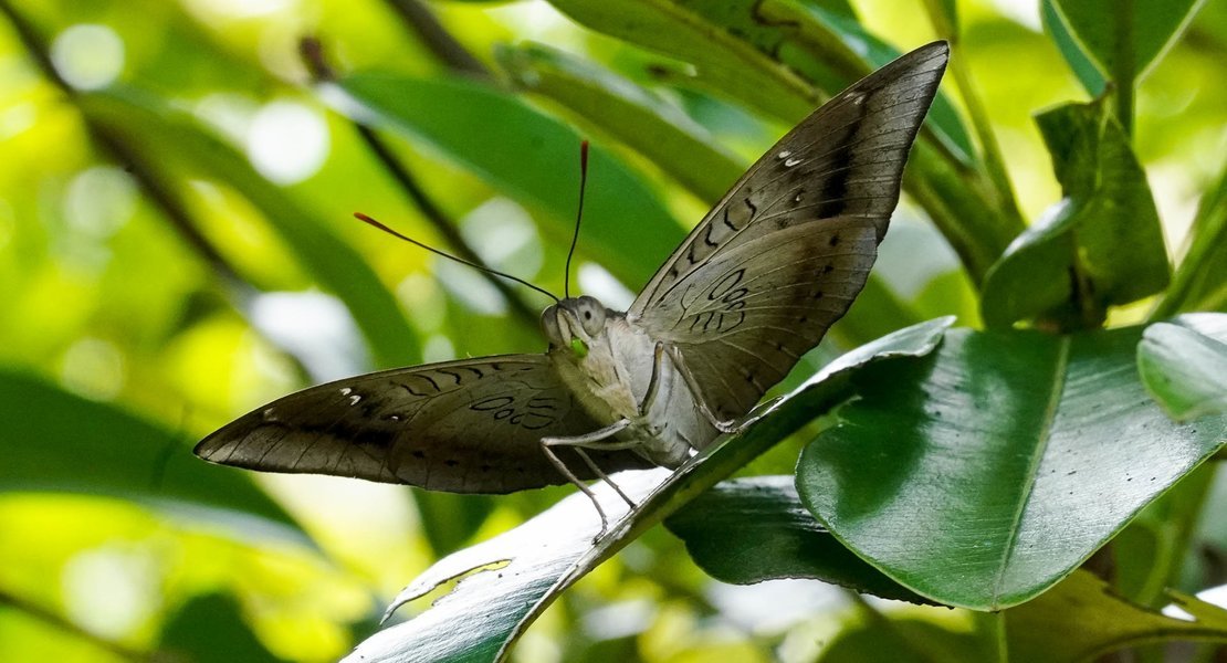 Butterfly Walk at Thane - Ovalekar Butter Park - Tour