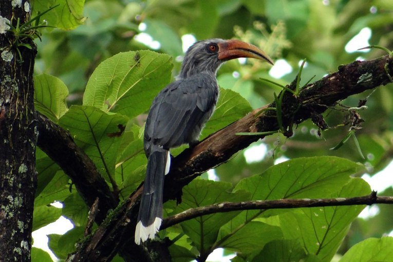 Matheran Bird Watching Expedition - Tour
