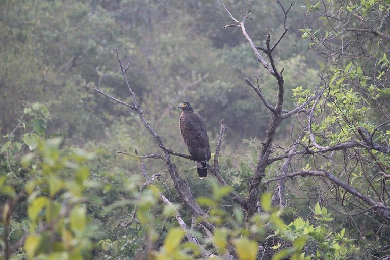 Bird watching at Tungareshwar national park - Tour