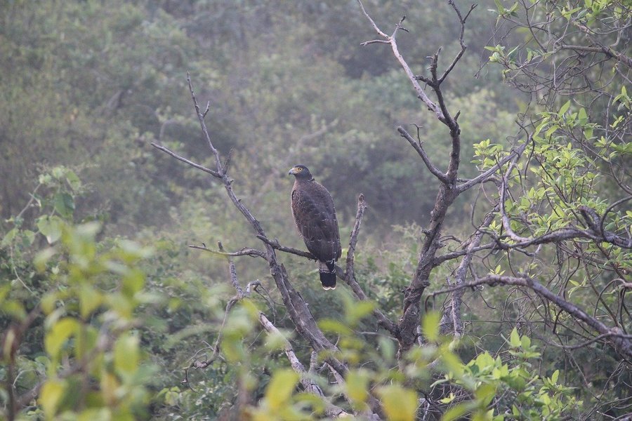Bird watching at Tungareshwar national park - Tour