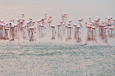 Flamingo boat safari Airoli creek
