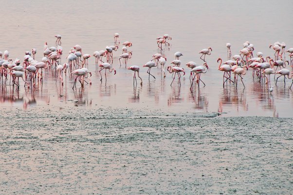 Flamingo boat safari Airoli creek - Tour