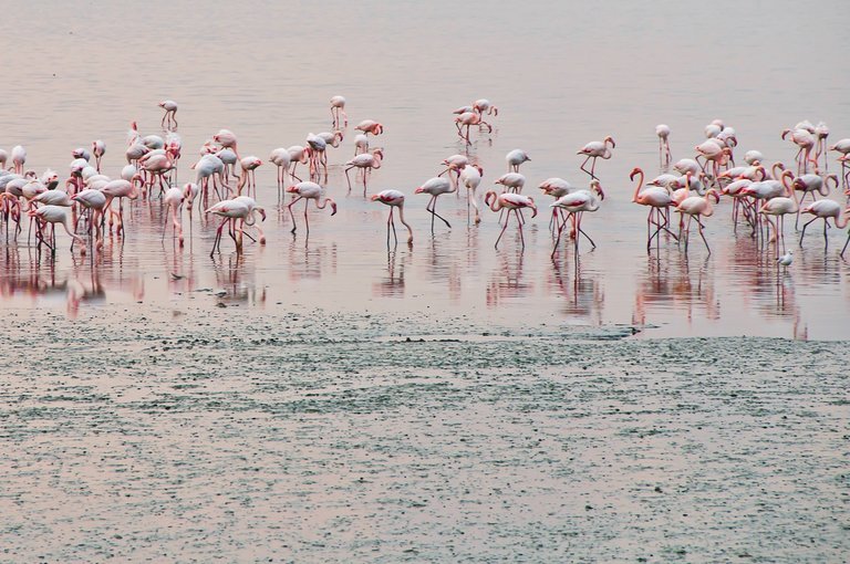 Flamingo boat safari Airoli creek - Tour