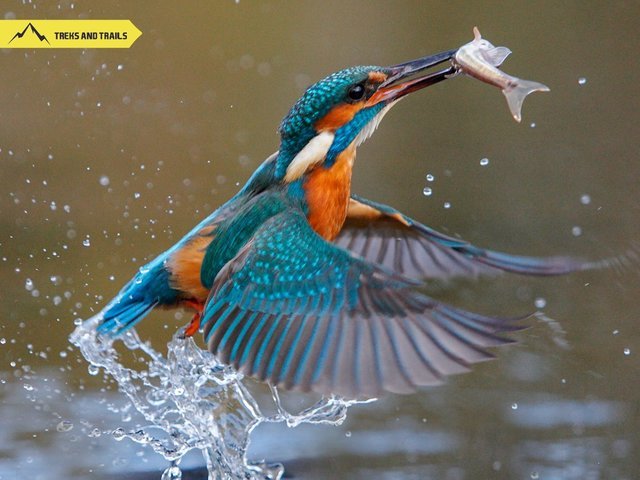 Bird watching in Mumbai - Collection