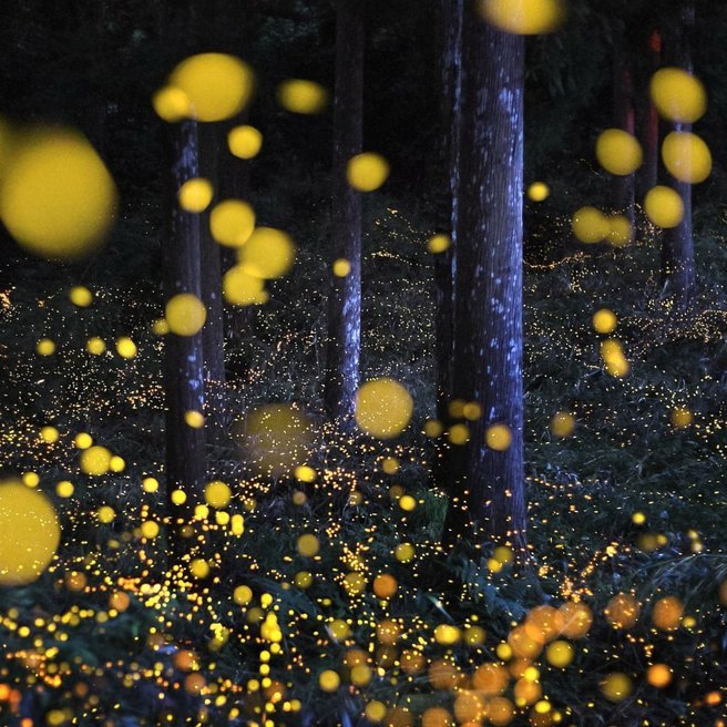 Malshej Ghat Fireflies Camping - Tour
