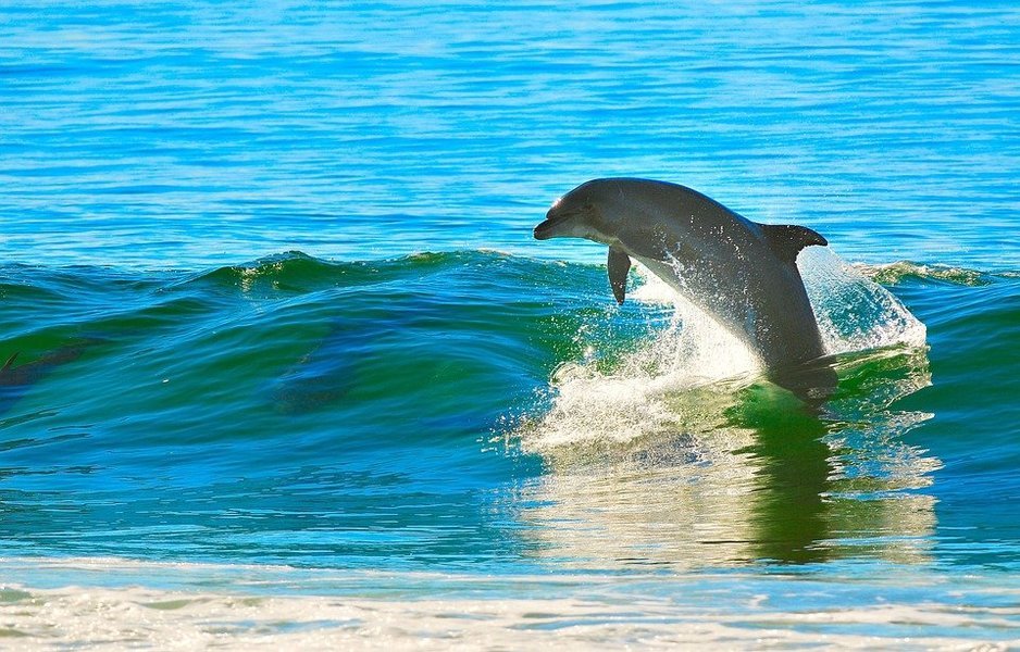 Dolphin tour in Goa - Tour