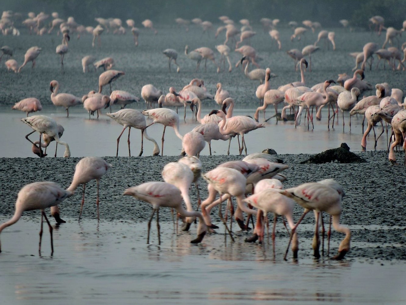Flamingo Ride Flamingo boat safari Airoli creek
