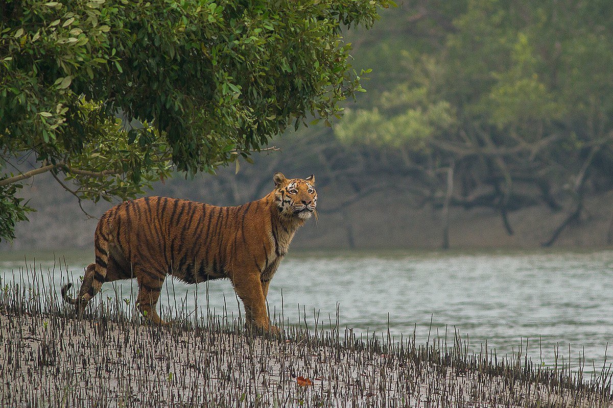 https://www.treksandtrails.org/system/images/000/659/852/d4951762a50328d47706a89bf40deb17/banner/Sundarbans.jpg