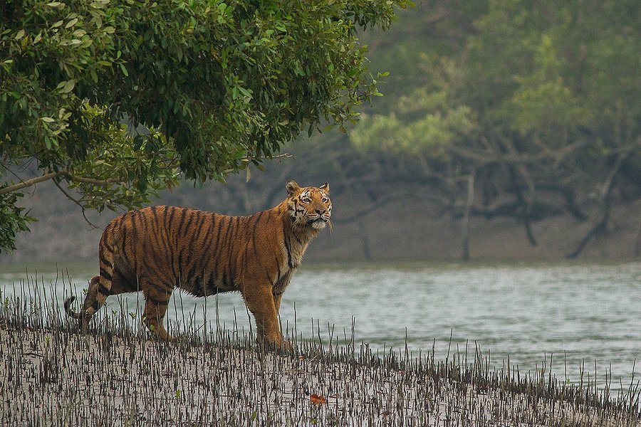 Sundarbans Boat Safari - Tour