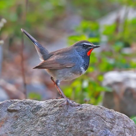 Sattal Pangot Bird Watching | Birding in Himalayas - Tour