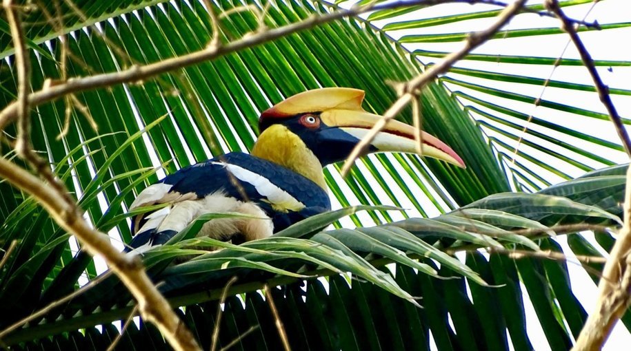 Goa Birding Expedition - Tour