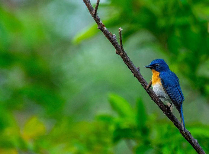 CEC Birding Trail (BNHS) - Tour