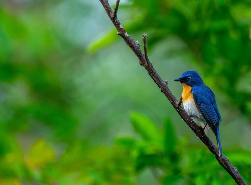 CEC Birding Trail (BNHS) - Tour