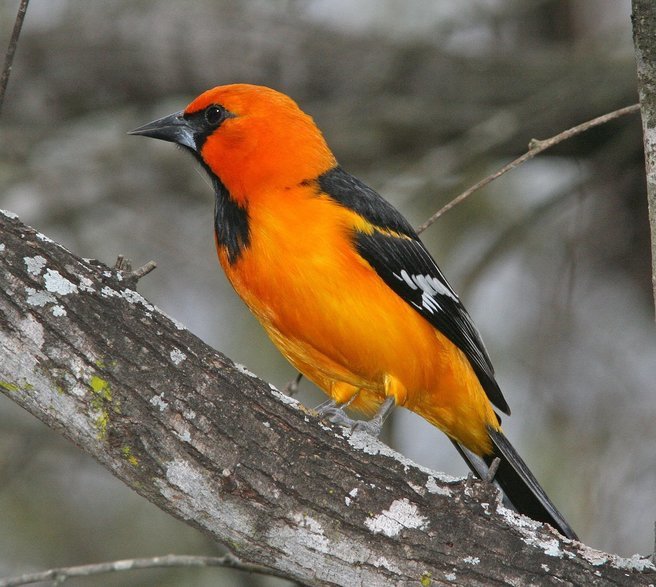 Karnala Bird Watching Trail - Tour
