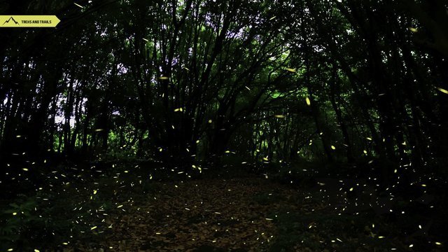 Fireflies Trek & Camping near Mumbai - Collection