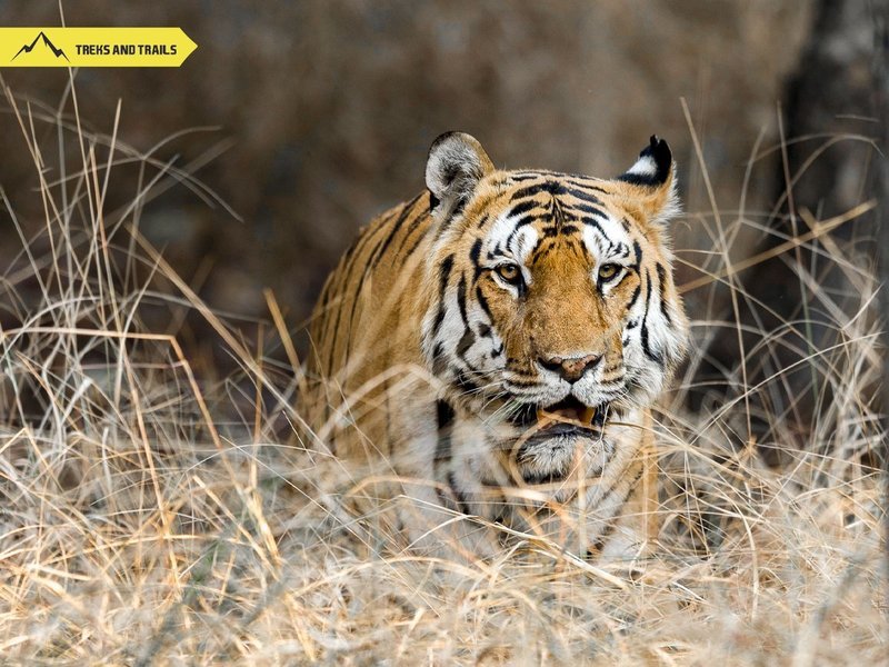 Pench National Park - Tour
