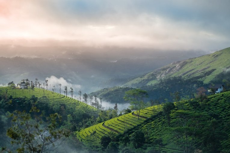 Camping in Tea Gardens of Wayanad - Tour