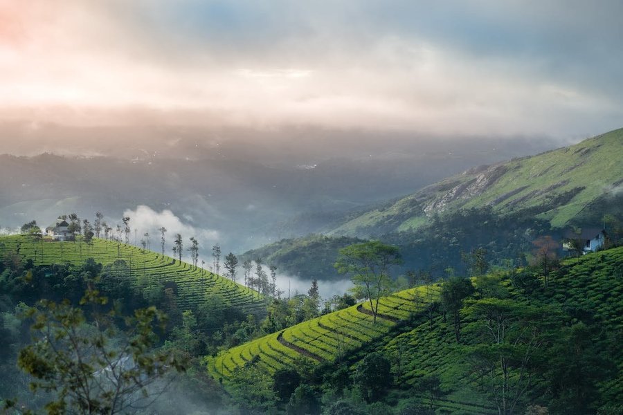 Camping in Tea Gardens of Wayanad - Tour