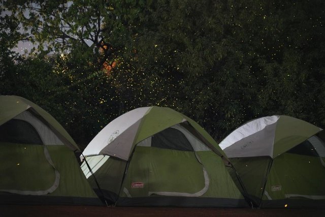 Fireflies Festival 2025 - Collection