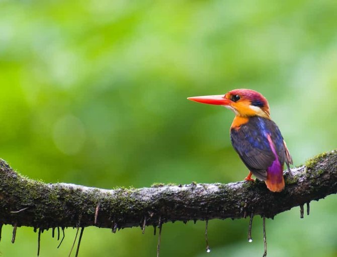 Oriental Dwarf Kingfisher Photography Special - Tour