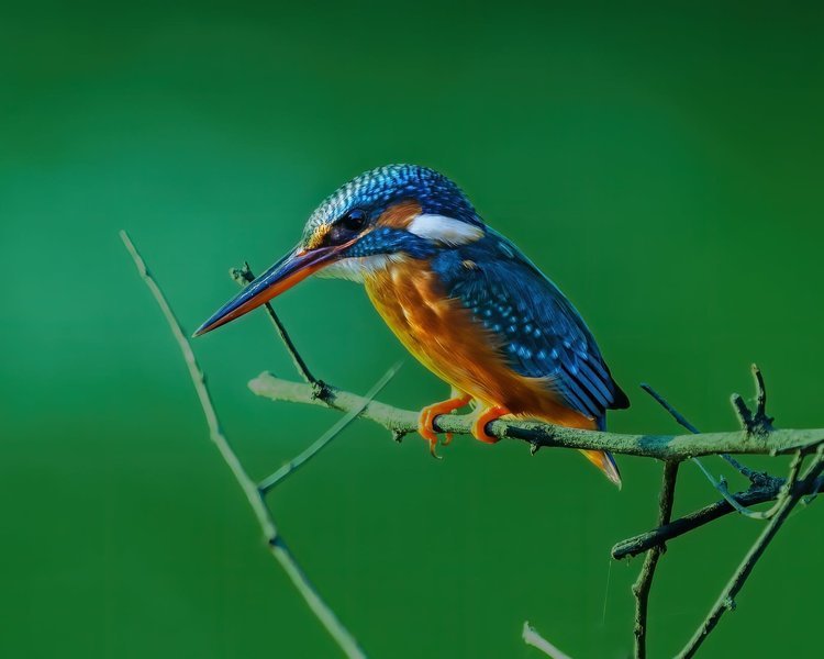 Phansad Photography Tour - Tour