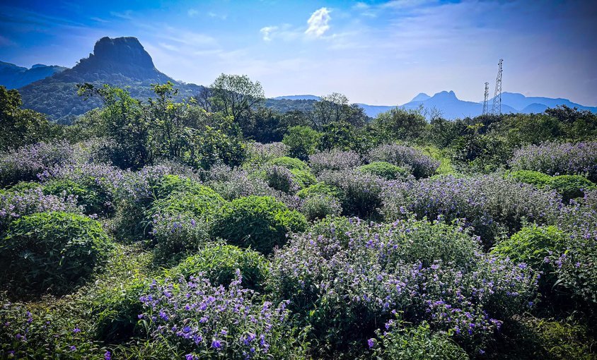 Lonavala Valley of Flowers - Tour